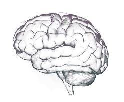 brain